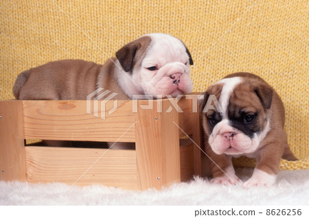 Bulldog Bulldog 8626256