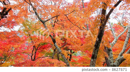 Autumn leaves Autumn leaves 8627871
