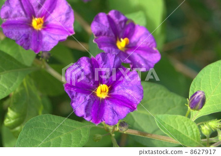 Solanum · Rantnettti (blue potato bush) 8627917