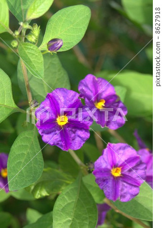 Solanum · Rantnettti (blue potato bush) 8627918