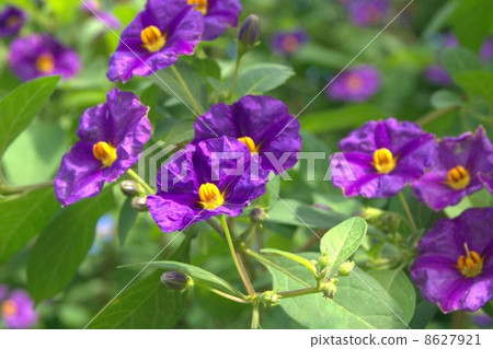 Solanum · Rantnettti (blue potato bush) 8627921