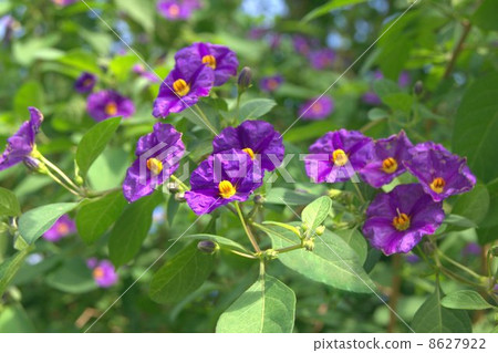 Solanum · Rantnettti (blue potato bush) 8627922