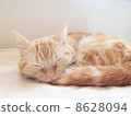 A cat to take a nap 8628094