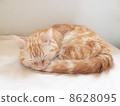 A cat to take a nap 8628095