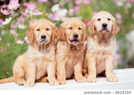 Golden retriever 8628384