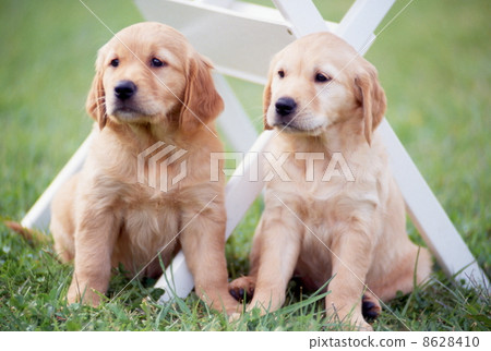 Golden retriever 8628410