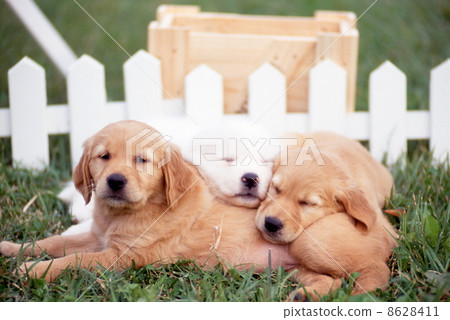 Golden retriever and Great Pyrenees 8628411