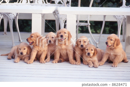 The golden retriever of the seven siblings 8628471