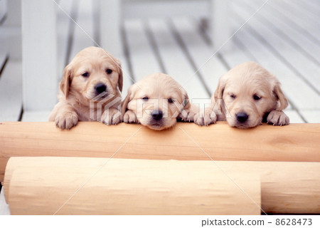 Golden retriever 8628473