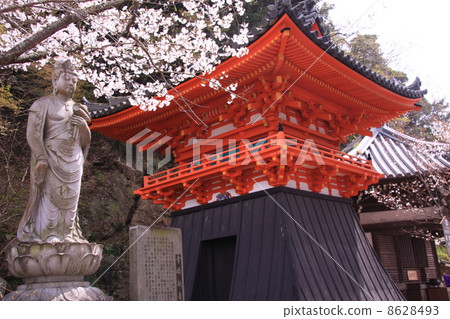 Kiniiidera (Wakayama) Cherry blossom before the happiness Kannon statue 8628493