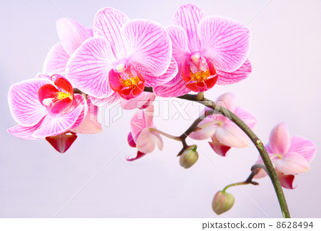 Pink streaked orchid flower 8628494