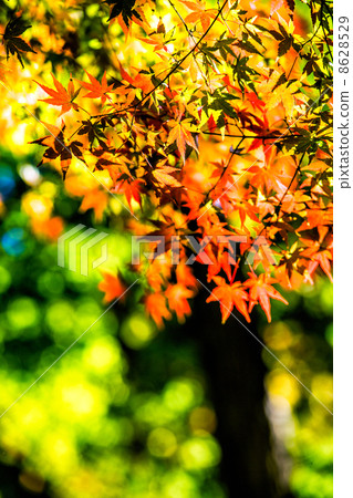 Autumn leaves Autumn leaves 8628529