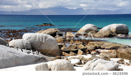 Penguins walk on sunny beach. Shot in the Boulders Beach Nature Reserve, near Cape Town 8628896
