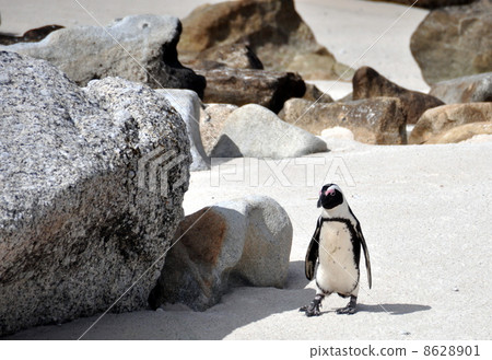 Penguins walk on sunny beach. Shot in the Boulders Beach Nature Reserve, near Cape Town 8628901