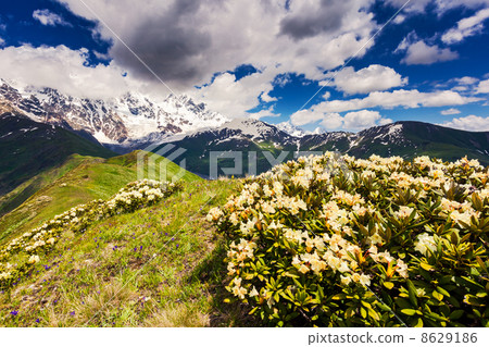 flower flower 8629186