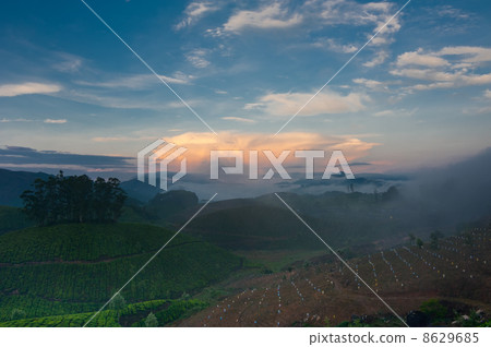 Sunrise at tea plantation. India, Munnar, Kerala 8629685