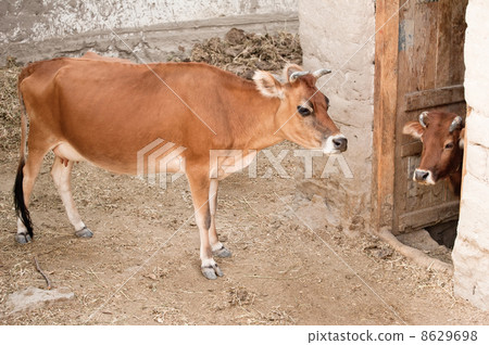 Two domestic cow in a stable. India 8629698