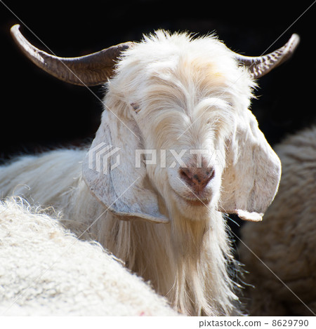 White kashmir goat from Indian highland farm 8629790