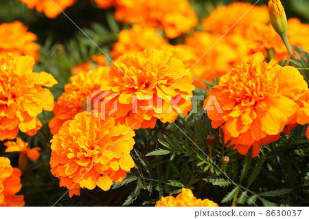 萬壽菊花 萬壽菊花 8630037