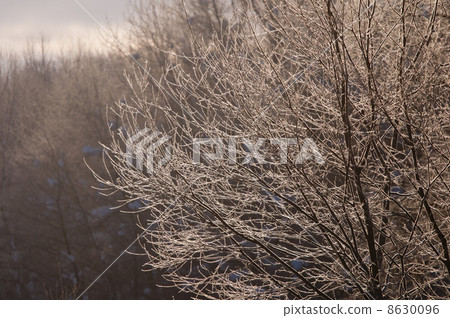 Wood shining trees 8630096