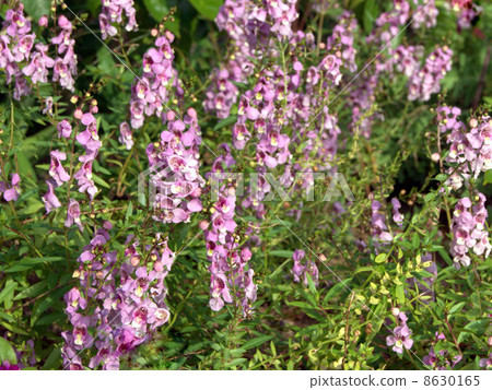 Angelona(粉紅色) Angelona(粉紅色) 8630165