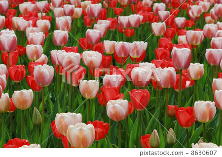 pink and red tulips pink and red tulips 8630607