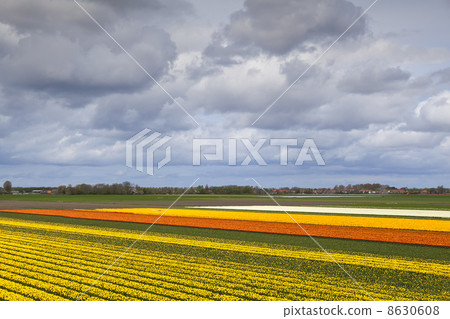 tulip fields in North Netherlands tulip fields in North Netherlands 8630608
