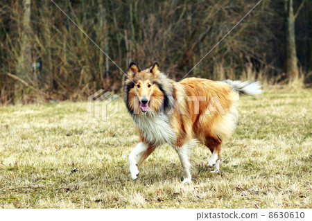 Rough Collie 8630610