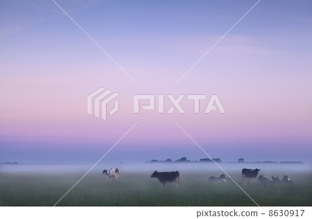 Dutch pasture in fog at sunrise 8630917