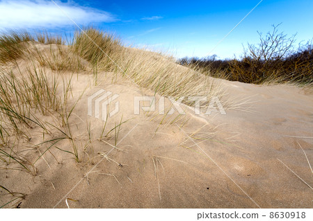 dune with grass 8630918