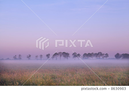 Dutch pasture at sunrise 8630983