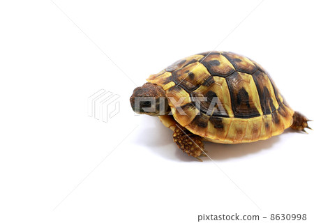 Testudo hermanni baby 8630998
