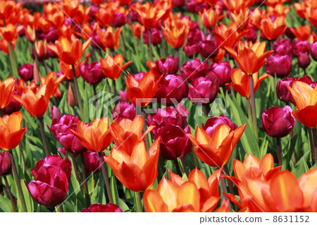 two colors field of tulips 8631152
