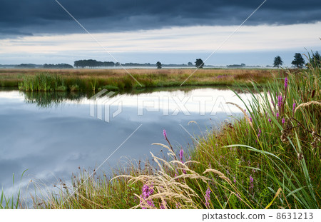 pink wildflowers by lake 8631213