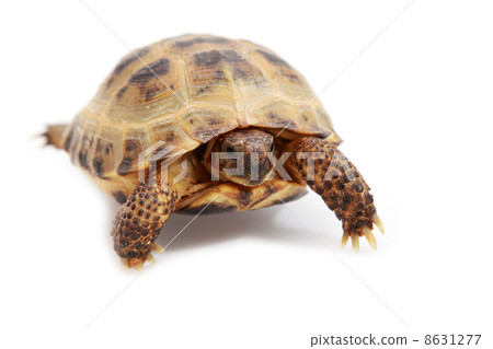 Russian tortoise, Horsfields tortoise or Central Asian tortoise 8631277