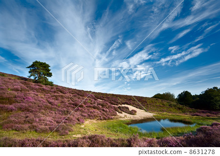 dunes and meadows with flowering Calluna vulgaris 8631278