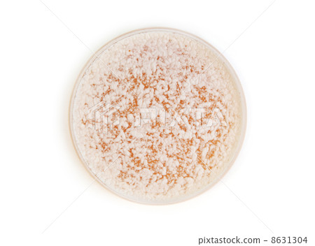 fungi on agar plate fungi on agar plate 8631304