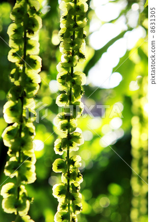 plant background plant background 8631305