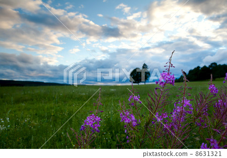 wild summer flower on meadows 8631321