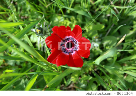 top view on red tulip 8631364