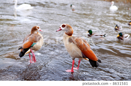 Couple of egyptian geese - Alopochen aegyptiacus 8631581