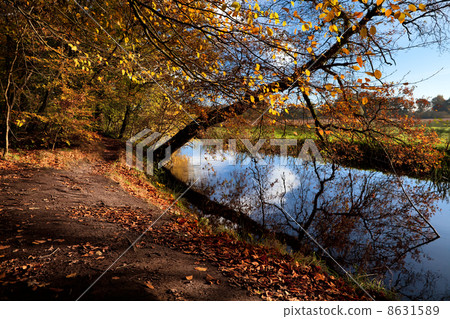 path in autumn forest by river 8631589