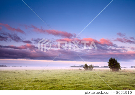 Dutch field in morning fog 8631910