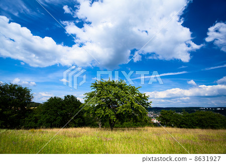 green summer tree and blue sky 8631927