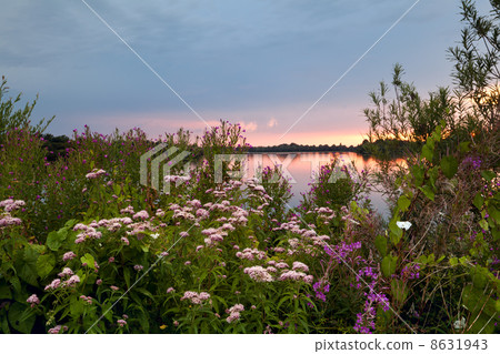 summer flowers by lake at sunset 8631943