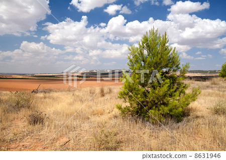 spruce on dry Spanish meadows 8631946