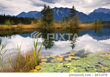water lily on Barmsee in Alps water lily on Barmsee in Alps 8631976