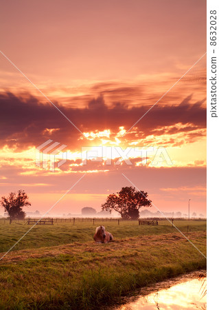 horse on Dutch pasture at sunrise horse on Dutch pasture at sunrise 8632028