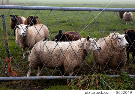 sheep behind metal fence 8632049