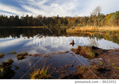 pond and forest in autumn 8632052
